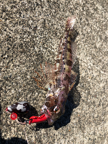 アナハゼの釣果