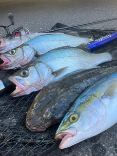 イナダの釣果