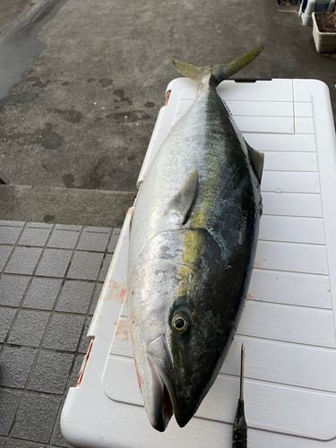 ブリの釣果