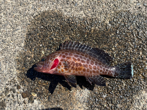 オオモンハタの釣果