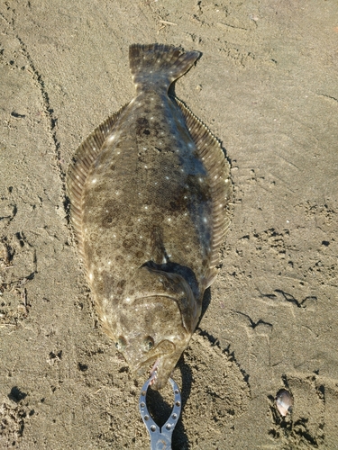 ヒラメの釣果