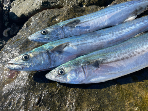 サゴシの釣果