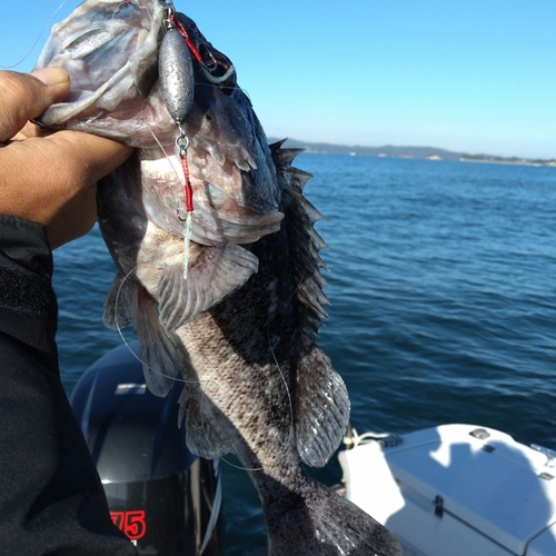 クロソイの釣果