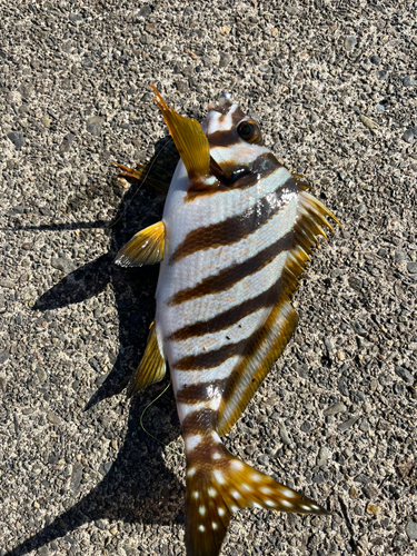 タカノハダイの釣果