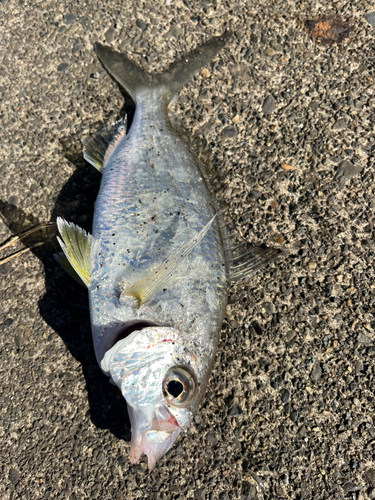 クロサギの釣果