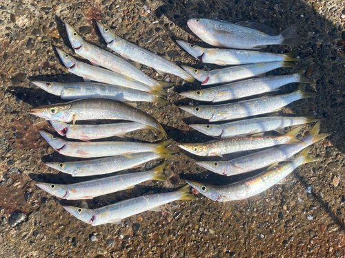 カマスの釣果