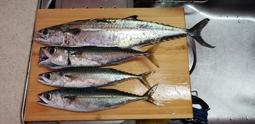 サゴシの釣果