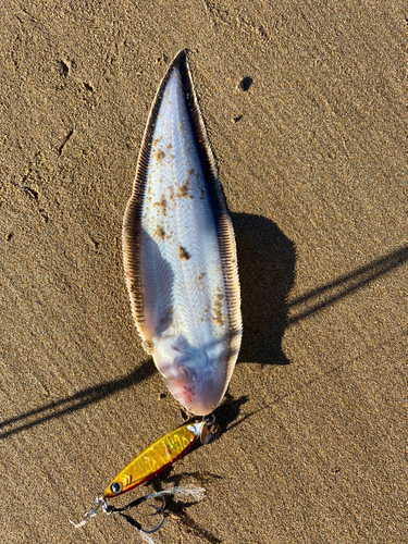 シタビラメの釣果