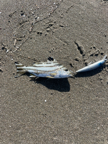 コトヒキの釣果