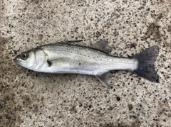 セイゴ（マルスズキ）の釣果