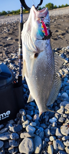 オオニベの釣果