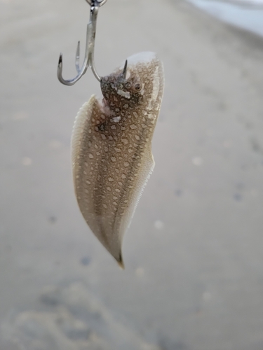 シタビラメの釣果