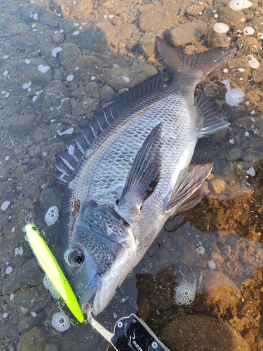 クロダイの釣果