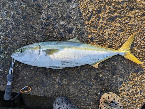 ワラサの釣果