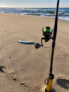 ソゲの釣果