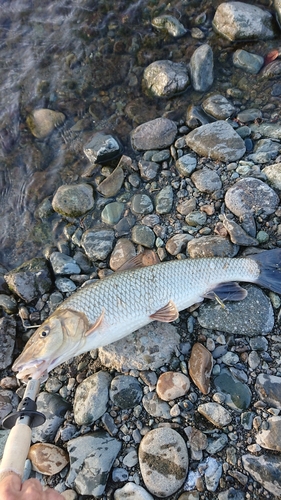 ニゴイの釣果