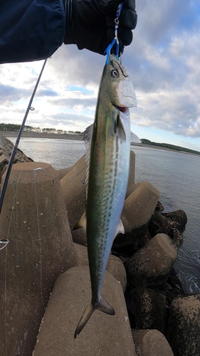 サゴシの釣果