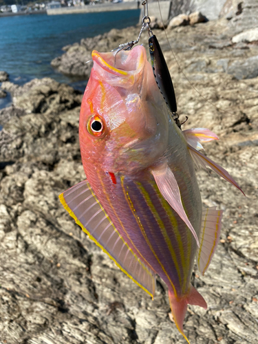 イトヨリダイの釣果