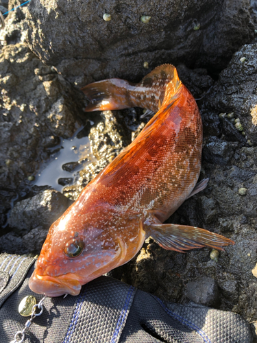 アイナメの釣果