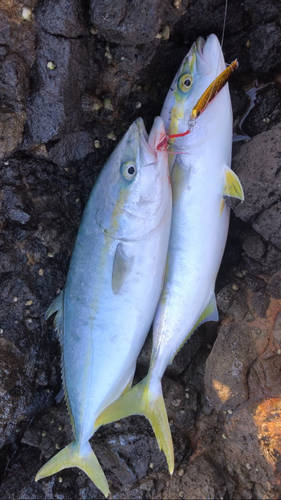 イナダの釣果