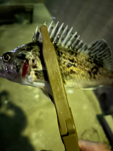 タケノコメバルの釣果