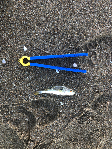 クサフグの釣果