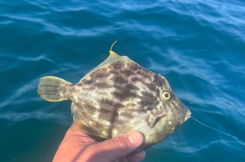 カワハギの釣果