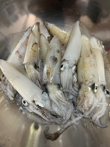 マメイカの釣果