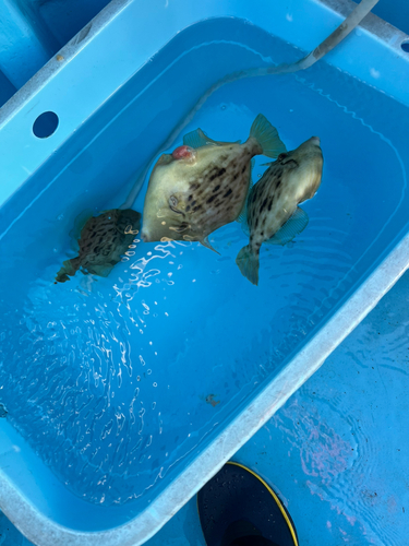 カワハギの釣果