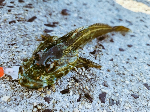 アナハゼの釣果