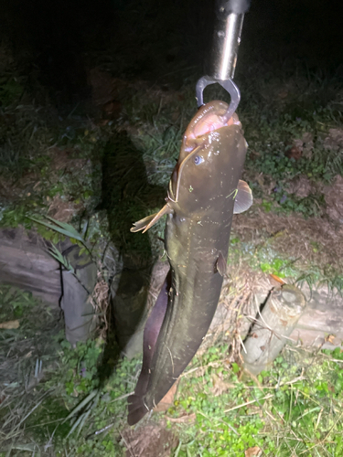 マナマズの釣果