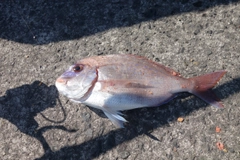 マダイの釣果