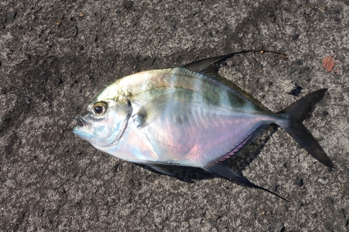 リュウキュウヨロイアジの釣果