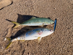 ハマチの釣果