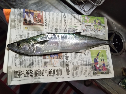 サゴシの釣果