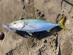 イナダの釣果