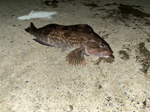 アブラコの釣果