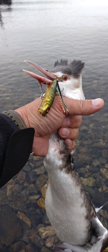 釣果