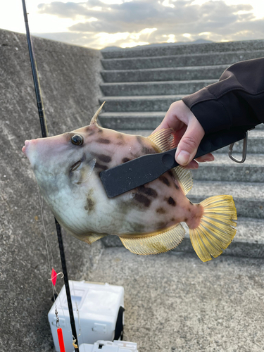 カワハギの釣果