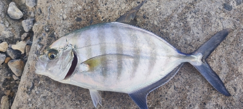 クロヒラアジの釣果