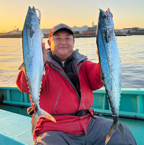 サゴシの釣果