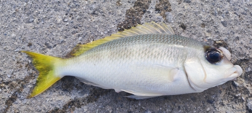 タマガシラの釣果