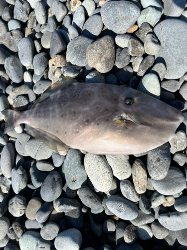 ウスバハギの釣果