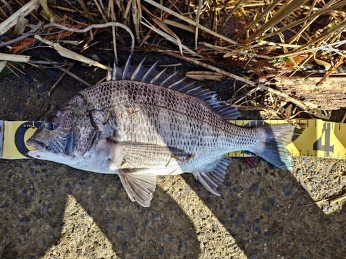 クロダイの釣果