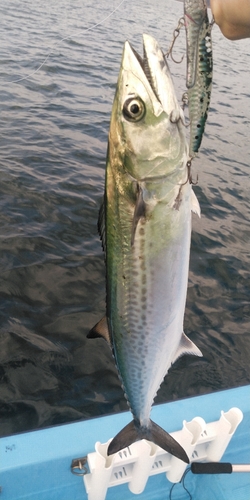 サゴシの釣果