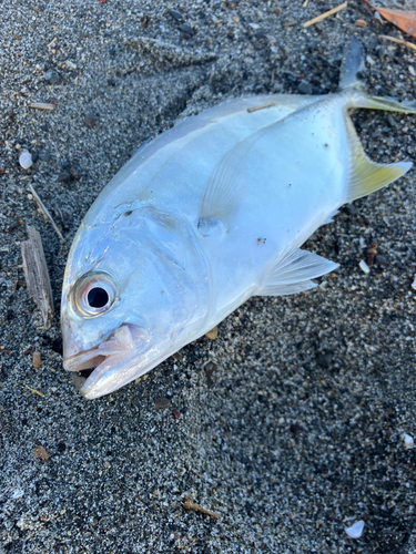 メッキの釣果