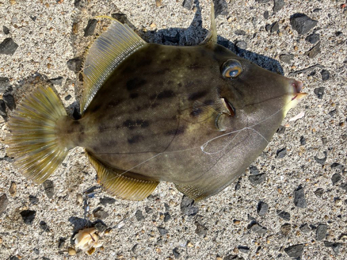 カワハギの釣果