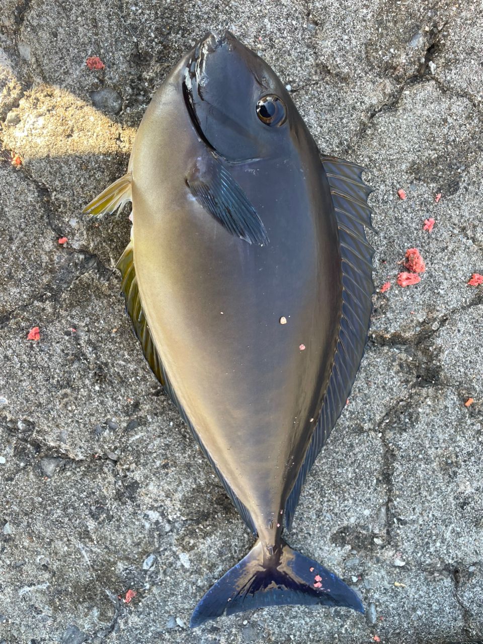 テングハギモドキ