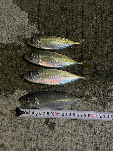 アジの釣果