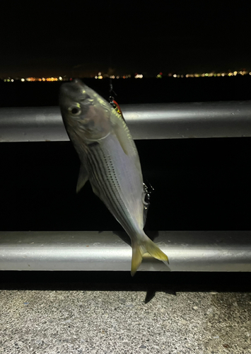 コノシロの釣果